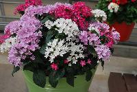  COMBO Summer's Night Mix -- From Syngenta Flowers Spring Trials 2016: a Vegetative Combination 'Summer's Night Mix' featuring Starcluster™ Pentas 'Lavender', 'Rose' and 'White'.  Performance All Season.