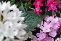  COMBO Summer's Night Mix -- From Syngenta Flowers Spring Trials 2016: a Vegetative Combination 'Summer's Night Mix' featuring Starcluster™ Pentas 'Lavender', 'Rose' and 'White'.  Performance All Season.