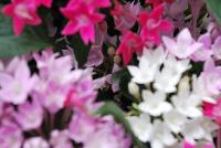  COMBO Summer's Night Mix -- From Syngenta Flowers Spring Trials 2016: a Vegetative Combination 'Summer's Night Mix' featuring Starcluster™ Pentas 'Lavender', 'Rose' and 'White'.  Performance All Season.