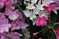  COMBO Summer's Night Mix -- From Syngenta Flowers Spring Trials 2016: a Vegetative Combination 'Summer's Night Mix' featuring Starcluster™ Pentas 'Lavender', 'Rose' and 'White'.  Performance All Season.