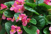 Topspin™ Begonia semperflorens Rose -- New from Syngenta Flowers Spring Trials 2016: Featuring the Topspin™ Begonia 'Rose', a shade loving seed specimen with green leaves and abundant medium-sized, pink flowers with prominent yellow centers on a tight mounding habit.