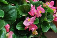 Topspin™ Begonia semperflorens Rose -- New from Syngenta Flowers Spring Trials 2016: Featuring the Topspin™ Begonia 'Rose', a shade loving seed specimen with green leaves and abundant medium-sized, pink flowers with prominent yellow centers on a tight mounding habit.