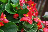 Topspin™ Begonia semperflorens Scarlet -- New from Syngenta Flowers Spring Trials 2016: Featuring the Topspin™ Begonia 'Scarlet', a shade loving, seed specimen with green leaves and abundant medium-sized, dark-red-scarlet flowers with prominent yellow centers on a tight mounding habit.