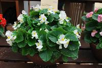 Topspin™ Begonia semperflorens White -- New from Syngenta Flowers Spring Trials 2016: Featuring the Topspin™ Begonia 'White', a shade loving, seed specimen with green leaves and abundant medium-sized, pure white flowers with prominent yellow centers on a tight mounding habit.