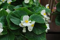 Topspin™ Begonia semperflorens White -- New from Syngenta Flowers Spring Trials 2016: Featuring the Topspin™ Begonia 'White', a shade loving, seed specimen with green leaves and abundant medium-sized, pure white flowers with prominent yellow centers on a tight mounding habit.