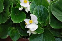 Topspin™ Begonia semperflorens White -- New from Syngenta Flowers Spring Trials 2016: Featuring the Topspin™ Begonia 'White', a shade loving, seed specimen with green leaves and abundant medium-sized, pure white flowers with prominent yellow centers on a tight mounding habit.