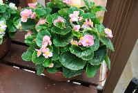 Topspin™ Begonia semperflorens Pink -- New from Syngenta Flowers Spring Trials 2016: Featuring the Topspin™ Begonia 'Pink', a shade loving, seed specimen with green leaves and abundant medium-sized, true pink flowers with prominent yellow centers on a tight mounding habit.