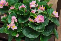 Topspin™ Begonia semperflorens Pink -- New from Syngenta Flowers Spring Trials 2016: Featuring the Topspin™ Begonia 'Pink', a shade loving, seed specimen with green leaves and abundant medium-sized, true pink flowers with prominent yellow centers on a tight mounding habit.