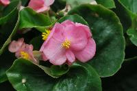 Topspin™ Begonia semperflorens Pink -- New from Syngenta Flowers Spring Trials 2016: Featuring the Topspin™ Begonia 'Pink', a shade loving, seed specimen with green leaves and abundant medium-sized, true pink flowers with prominent yellow centers on a tight mounding habit.
