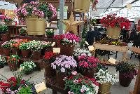   -- On display from Syngenta Flowers Spring Trials 2016: featuring several Starcluster™ Pentas from one of the industry's leading breeder.