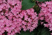 Honey Cluster™ Pentas lanceolata Pink -- New from Syngenta Flowers Spring Trials 2016: Featuring the Honey Cluster™ Pentas 'Pink', a heat loving, seed specimen with dark green leaves and abundant clusters of medium-sized, deep-pink flowers on an upright mounding habit.