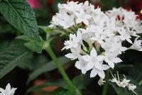 BeeBright™ Pentas lanceolata White -- New from Syngenta Flowers Spring Trials 2016: Featuring the BeeBright™ Pentas 'White', a heat loving, seed specimen with dark green leaves and abundant clusters of medium-sized, true white flowers on an upright mounding habit.