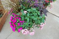  COMBO Falling Star #1 -- From Syngenta Flowers Spring Trials 2016: a custom vegetative combination featuring Falling Star™ Pentas 'Pink Bicolor', Callie™ Calibrachoa 'Rose', Sidekick™ Ipomoea 'Black Heart' and Carita™ Angelonia 'Purple'