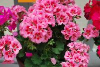Calliope® Medium Pelargonium interspecific Pink Flame -- New from Syngenta Flowers Spring Trials 2016: the Calliope® Medium Pelargonium interspecific 'Pink Flame' featuring bright-pink with wide, red-centered flowers on a controlled habit with superior performance over traditional zonal geraniums; large, semi-double flowers with intense color; great landscape performance; low maintenance and continuous color ensures consumers' success in the home garden.