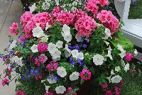  COMBO  -- From Syngenta Flowers Spring Trials 2016: A vegetative, Geranium Custom Combo featuring Calliope® Medium Geranium 'Pink Flame', Sanguna® Petunia 'White Improved', Lanai® Verbena 'Bright Eye', Techno® Heat Lobelia Lobelia 'Dark Blue', Sidekick™ Ipomoea 'Lime' and Juncus.