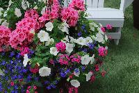  COMBO  -- From Syngenta Flowers Spring Trials 2016: A vegetative, Geranium Custom Combo featuring Calliope® Medium Geranium 'Pink Flame', Sanguna® Petunia 'White Improved', Lanai® Verbena 'Bright Eye', Techno® Heat Lobelia Lobelia 'Dark Blue', Sidekick™ Ipomoea 'Lime' and Juncus.