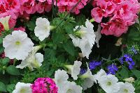  COMBO  -- From Syngenta Flowers Spring Trials 2016: A vegetative, Geranium Custom Combo featuring Calliope® Medium Geranium 'Pink Flame', Sanguna® Petunia 'White Improved', Lanai® Verbena 'Bright Eye', Techno® Heat Lobelia Lobelia 'Dark Blue', Sidekick™ Ipomoea 'Lime' and Juncus.