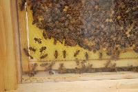   -- From Syngenta Flowers Spring Trials 2016: A focus on  Pollinators, showing a bee hive colony busy at work, offering a compelling reason to stop, learn, and become active.  A list of Honey Bee Facts, including 1. Bees can fly up to 15 miles per hour and 5. the queen bee lays up to 1500 eggs a day and up to 1 million in her lifetime, and 10. an industrious worker bee may visit up to 2,000 flowers a day.