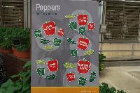  Pepper  -- From Syngenta Flowers Spring Trials 2016: A complete line of Home Grown Vegetables, including Peppers.  So many options: Patio, Fruit Color, Brand, Harvest Dates, Fruit Type.