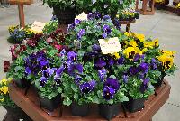 Colossus™ Pansiola viola x wittrockiana Purple with Blotch -- From Syngenta Flowers Spring Trials 2016: Grower's Choice.  Pansy and Viola decisions just got easier!  Featuring Colossus™ Viola 'Purple with Blotch' a deep blue-purple flower with a light-purple edge and a dark purple center and yellow eye.