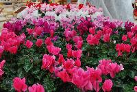 Perfetto™ Cyclamen persicum Deep Rose -- From Syngenta Flowers Spring Trials 2016: the Perfetto™ Cyclamen 'Deep Rose' featuring a dark-pink rose flower head with dark-green to silver foliage on a short mounding habit.