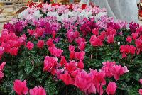 Perfetto™ Cyclamen persicum Deep Rose -- From Syngenta Flowers Spring Trials 2016: the Perfetto™ Cyclamen 'Deep Rose' featuring a dark-pink rose flower head with dark-green to silver foliage on a short mounding habit.