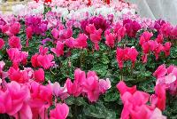 Perfetto™ Cyclamen persicum Deep Rose -- From Syngenta Flowers Spring Trials 2016: the Perfetto™ Cyclamen 'Deep Rose' featuring a dark-pink rose flower head with dark-green to silver foliage on a short mounding habit.