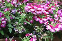 Lanai® Twister™ Verbena x hybrida Burgundy -- New from Syngenta Flowers Spring Trials 2016.  the Lanai® Twister™ Verbena 'Burgundy' a vegetative, heat-loving offering with a trailing habit of vibrant burgundy-with-white-eye flower clusters on long, narrow medium green leaves.