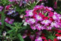Lanai® Twister™ Verbena x hybrida Burgundy -- New from Syngenta Flowers Spring Trials 2016.  the Lanai® Twister™ Verbena 'Burgundy' a vegetative, heat-loving offering with a trailing habit of vibrant burgundy-with-white-eye flower clusters on long, narrow medium green leaves.