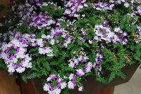 Magelena™ Twister™ Verbena x hybrida Purple -- New from Syngenta Flowers Spring Trials 2016.  the Magelena™ Twister™ Verbena 'Purple' a vegetative offering, with a semi-trailing habit of vibrant purple-with-white-eye flower clusters on long, narrow medium green leaves.