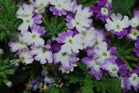 Magelena™ Twister™ Verbena x hybrida Purple -- New from Syngenta Flowers Spring Trials 2016.  the Magelena™ Twister™ Verbena 'Purple' a vegetative offering, with a semi-trailing habit of vibrant purple-with-white-eye flower clusters on long, narrow medium green leaves.