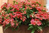 Magelena™ Verbena x hybrida Red Star -- New from Syngenta Flowers Spring Trials 2016.  the Magelena™ Verbena 'Red Star' a vegetative offering with a semi-trailing, mounding habit of abundant bright red, with white star flowers on long, narrow medium green leaves.