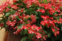 Magelena™ Verbena x hybrida Red Star -- New from Syngenta Flowers Spring Trials 2016.  the Magelena™ Verbena 'Red Star' a vegetative offering with a semi-trailing, mounding habit of abundant bright red, with white star flowers on long, narrow medium green leaves.