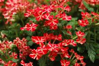 Magelena™ Verbena x hybrida Red Star -- New from Syngenta Flowers Spring Trials 2016.  the Magelena™ Verbena 'Red Star' a vegetative offering with a semi-trailing, mounding habit of abundant bright red, with white star flowers on long, narrow medium green leaves.