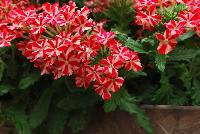 Magelena™ Verbena x hybrida Red Star -- New from Syngenta Flowers Spring Trials 2016.  the Magelena™ Verbena 'Red Star' a vegetative offering with a semi-trailing, mounding habit of abundant bright red, with white star flowers on long, narrow medium green leaves.