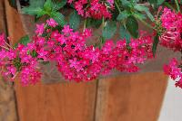 Falling Star™ Pentas lanceolata Rose -- New from Syngenta Flowers Spring Trials 2016.  the Falling Star™ Pentas 'Rose' a heat-loving, vegetative specimen offering a trailing habit of vibrant rose-with-white-eye, star-shaped flower clusters on long, narrow medium green leaves.