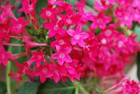 Falling Star™ Pentas lanceolata Rose -- New from Syngenta Flowers Spring Trials 2016.  the Falling Star™ Pentas 'Rose' a heat-loving, vegetative specimen offering a trailing habit of vibrant rose-with-white-eye, star-shaped flower clusters on long, narrow medium green leaves.