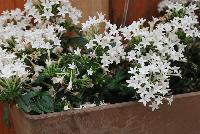 Falling Star™ Pentas lanceolata White -- New from Syngenta Flowers Spring Trials 2016.  the Falling Star™ Pentas 'White' a heat-loving, vegetative specimen offering a trailing habit of clear white, star-shaped flower clusters on long, narrow medium green leaves.