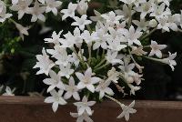 Falling Star™ Pentas lanceolata White -- New from Syngenta Flowers Spring Trials 2016.  the Falling Star™ Pentas 'White' a heat-loving, vegetative specimen offering a trailing habit of clear white, star-shaped flower clusters on long, narrow medium green leaves.