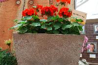 Pinto™ Premium Pelargonium x hortorum Orange -- New from Syngenta Flowers Spring Trials 2016.  the Pinto™ Premium Pelargonium 'Orange' a seed variety offering an upright habit of rich, velvety-green leaves with spikes of bright red-orange flower clusters on sturdy medium stems popping above the canopy.