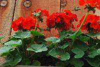 Pinto™ Premium Pelargonium x hortorum Orange -- New from Syngenta Flowers Spring Trials 2016.  the Pinto™ Premium Pelargonium 'Orange' a seed variety offering an upright habit of rich, velvety-green leaves with spikes of bright red-orange flower clusters on sturdy medium stems popping above the canopy.