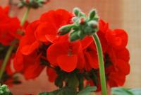 Pinto™ Premium Pelargonium x hortorum Orange -- New from Syngenta Flowers Spring Trials 2016.  the Pinto™ Premium Pelargonium 'Orange' a seed variety offering an upright habit of rich, velvety-green leaves with spikes of bright red-orange flower clusters on sturdy medium stems popping above the canopy.