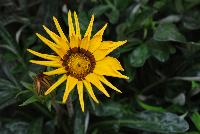 Kiss™ Gazania rigens Yellow -- From Syngenta Flowers Spring Trials 2016.  the Kiss™ Gazania 'Yellow' a seed variety offering an upright habit of glossy dark-green oval leaves with spikes of yellow multi-point-star flowers on sturdy medium stems popping high above the canopy.