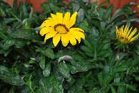 Kiss™ Gazania rigens Yellow -- From Syngenta Flowers Spring Trials 2016.  the Kiss™ Gazania 'Yellow' a seed variety offering an upright habit of glossy dark-green oval leaves with spikes of yellow multi-point-star flowers on sturdy medium stems popping high above the canopy.