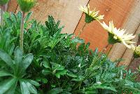 Big Kiss™ Gazania rigens White -- New from Syngenta Flowers Spring Trials 2016.  the Big Kiss™ Gazania 'White' a seed variety offering an upright habit of glossy dark-green oval leaves with spikes of white multi-point-star flowers on sturdy medium stems popping high above the canopy.