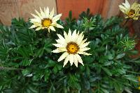 Big Kiss™ Gazania rigens White -- New from Syngenta Flowers Spring Trials 2016.  the Big Kiss™ Gazania 'White' a seed variety offering an upright habit of glossy dark-green oval leaves with spikes of white multi-point-star flowers on sturdy medium stems popping high above the canopy.