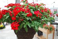 Magelena™ Verbena x hybrida Scarlet Improved -- From Syngenta Flowers Spring Trials 2016.  the Magelena™ Verbena 'Scarlet Improved' a vegetative offering with a mounding habit of abundant bright-red-with-small-white-eye flowers on long, narrow medium green leaves.