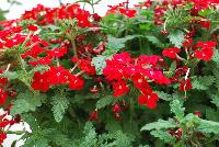 Magelena™ Verbena x hybrida Scarlet Improved -- From Syngenta Flowers Spring Trials 2016.  the Magelena™ Verbena 'Scarlet Improved' a vegetative offering with a mounding habit of abundant bright-red-with-small-white-eye flowers on long, narrow medium green leaves.