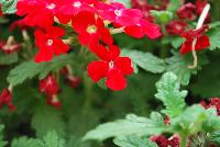 Magelena™ Verbena x hybrida Scarlet Improved -- From Syngenta Flowers Spring Trials 2016.  the Magelena™ Verbena 'Scarlet Improved' a vegetative offering with a mounding habit of abundant bright-red-with-small-white-eye flowers on long, narrow medium green leaves.