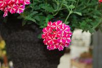 Lanai® Verbena x hybrida Red Star -- New from Syngenta Flowers Spring Trials 2016.  the Lanai® Verbena 'Red Star' a vegetative, heat-loving offering with a vigorous upright habit of vibrant, bright-pink-with-white-star flower clusters on strong medium-size stems above narrow green leaves.